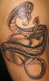 snake,apple,eden,Southside,Shahki,Knott,tattoo,tattoos,tatu,tatus,tat2,tat2s,tatoo,tatoos,tatto,tattos,black,gray,color,grey