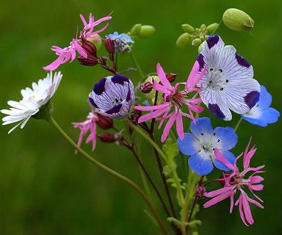 wildebloemen.jpg