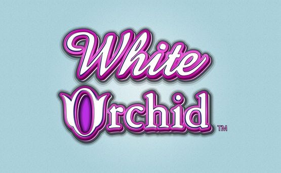  photo White Orchid.jpg