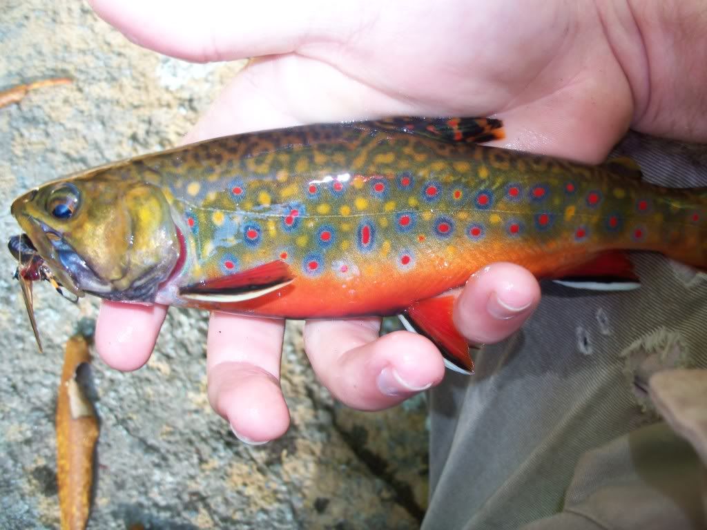 Proposed Fishing Regulations for 2025 No New Fly Fishing