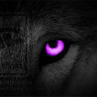Black Wolf With Black Eyes Pictures Images Photos Photobucket
