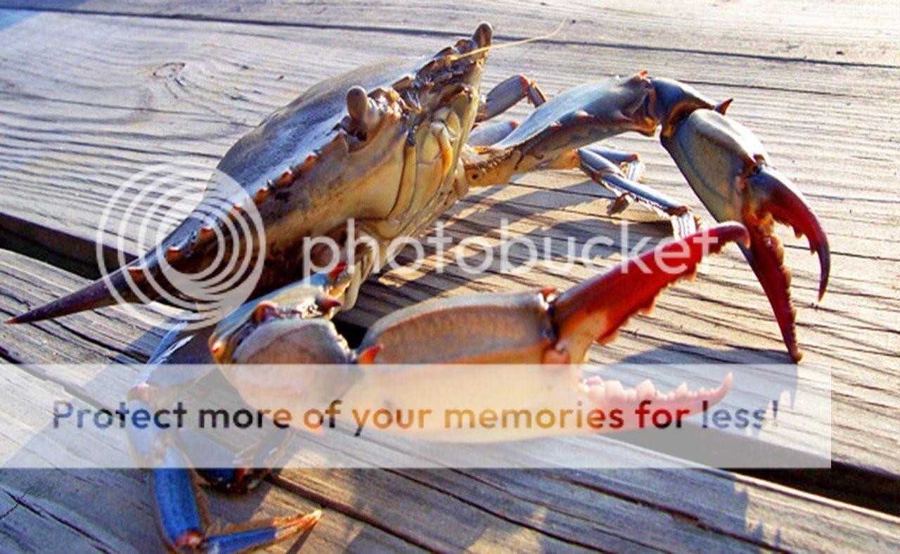 when does md crab season end