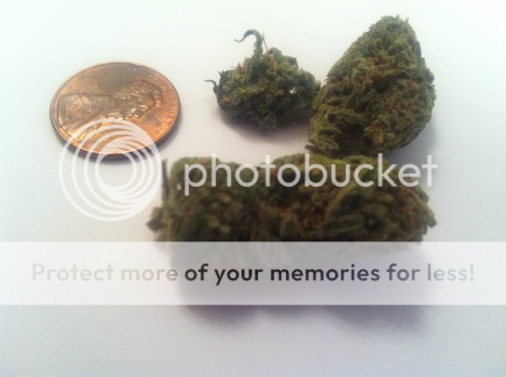 Mint smelling weed? Grasscity Forums The 1 Marijuana Community Online