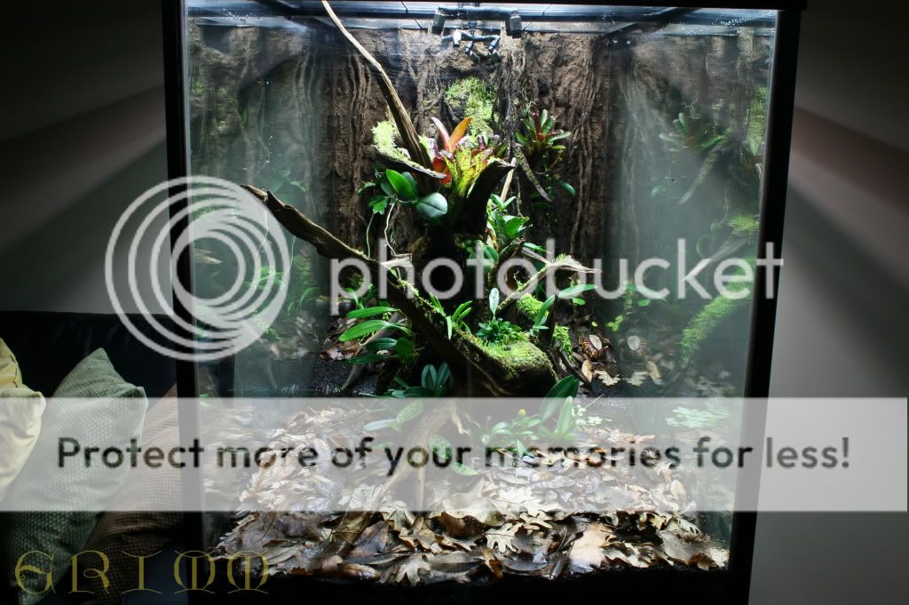 Orchids in the aquarium? - Page 2 - The Planted Tank Forum