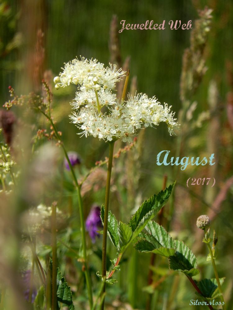 Wildflowers in Summer - Jewelled Web Link Love August 2017 on SilverMoss Jewellery Blog wildflowers in summer - jewelled web august 2017 by silverMoss jewellery