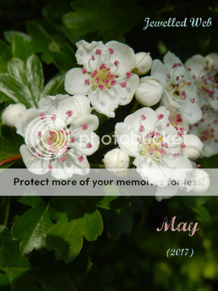 Mayflower blossom - Jewelled Web May 2017 Silvermoss