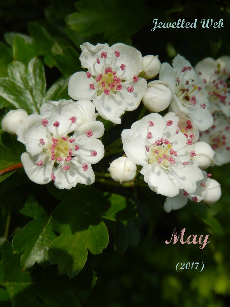 Mayflower blossom - Jewelled Web May 2017 Silvermoss