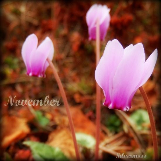 Pink cyclamen - Jewelled Web November 2016 Silver Moss