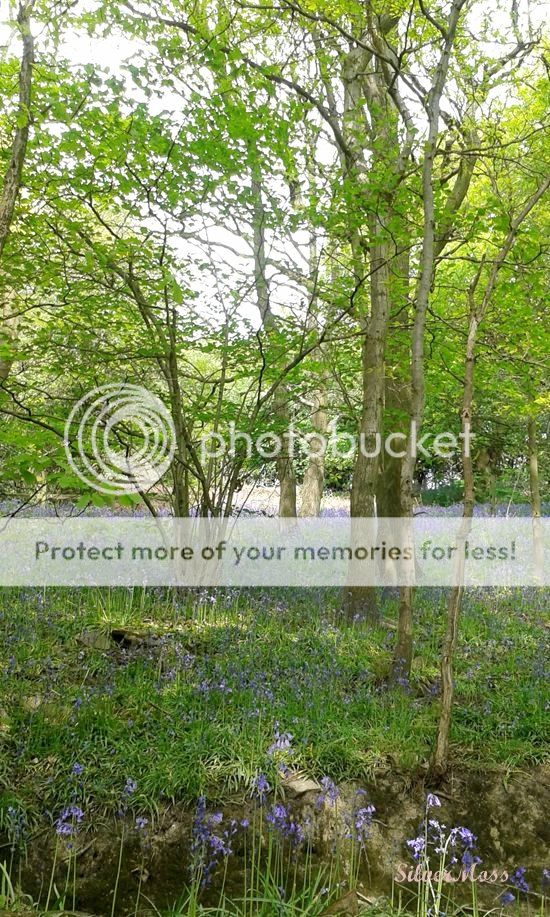 Countryside Inspiration Bluebell Wood by SilverMoss