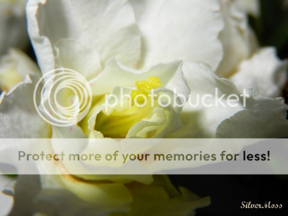Vantage Point of White Azalea Flower - SilverMoss blog