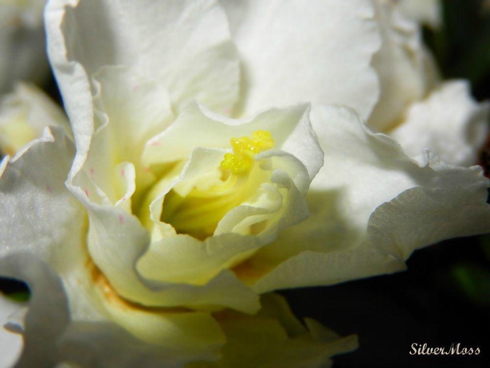 Vantage Point of White Azalea Flower - SilverMoss blog