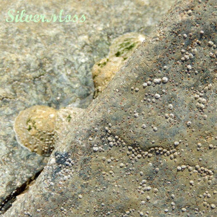 Seaside Inspiration Limpets by SilverMoss seaside-inspiration-limpets-may-2017-silvermoss