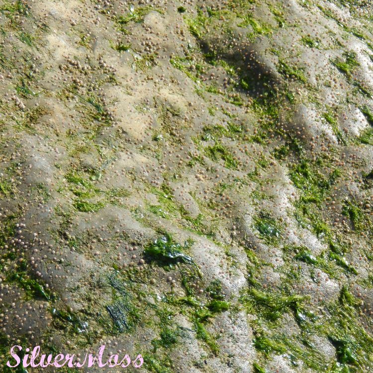 Seaside Inspiration Green Rock and Limpets by SilverMoss seaside-inspiration-green-rock-limpets-may-2017-silvermoss